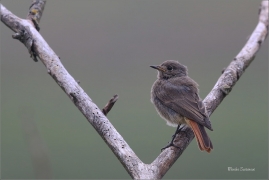 <p>REHEK DOMÁCÍ (Phoenicurus ochruros) ---- jižní Morava ---- /Black redstart - Hausrotschwanz/</p>